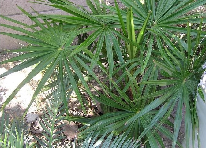 Saribus Species, Palm
