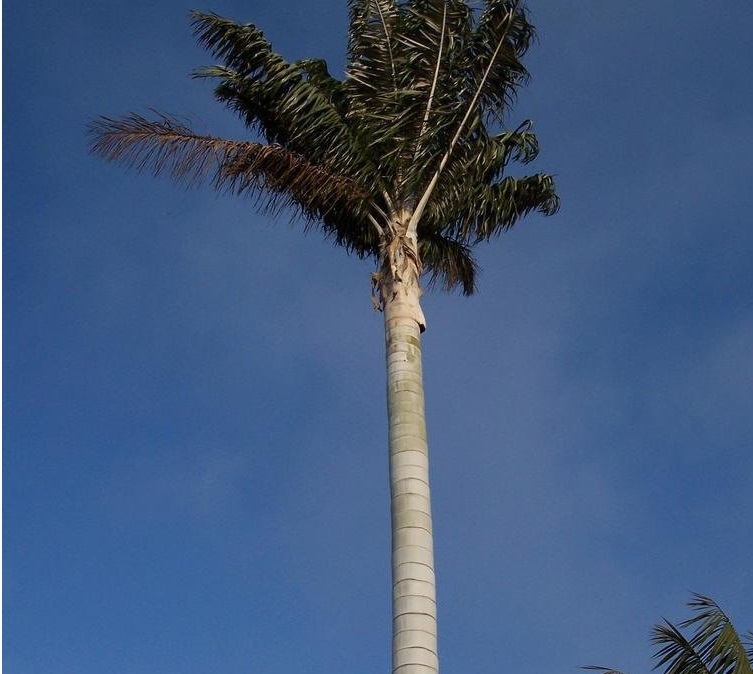 Ceroxylon Species, Ecuadorian Wax Palm