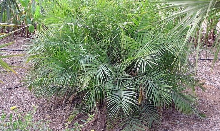 Phoenix Species, Clustering Pygmy Date Palm