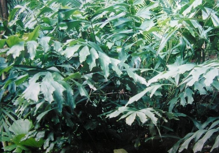Wallichia Species, Thai Dwarf Fishtail Palm
