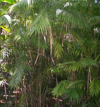 Chamaedorea, Chamaedorea Palm Irving Cantor