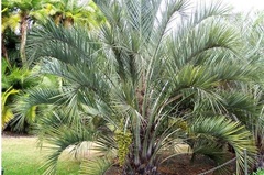 Butia Species, Jelly Palm, Yatay Palm