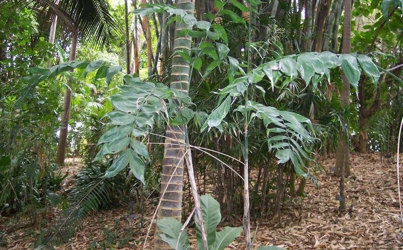 Chamaedorea Species, Schiedes Parlor Palm