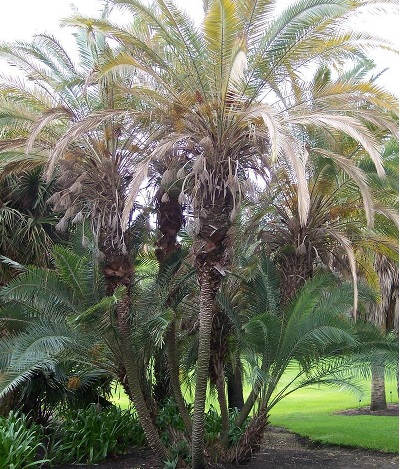 Loureiros Date Palm