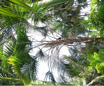 Heterospathe Species, Dwarf Sagisi Palm