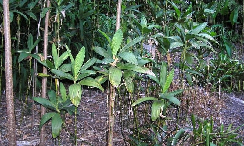 Chamaedorea Species, Stolon Palm