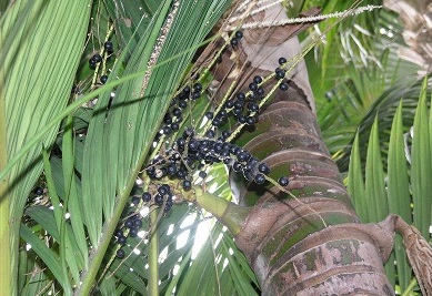 Prestoea Species, Mountain Cabbage Palm, Mountain Palm, Sierran Palm