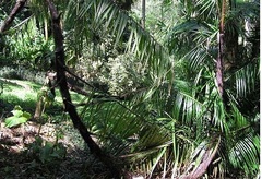 Calamus Species, Palm