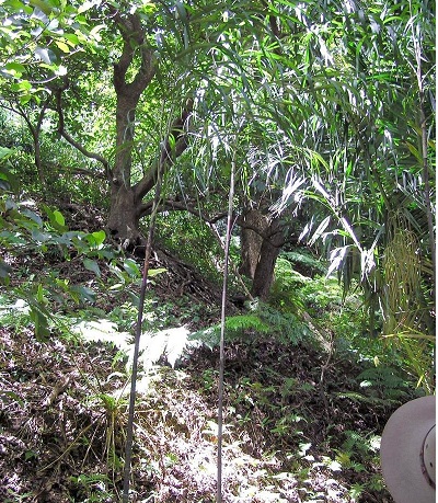 Ovana Palm