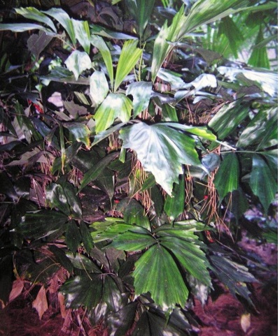 Arenga Species, Hastate Palm
