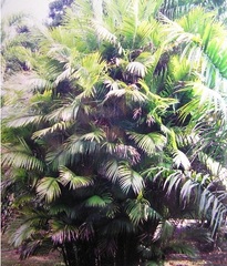Bactris, Hones, Marayau, Maraja, Lata, Jahuacte, Cana Brava, Cubarro