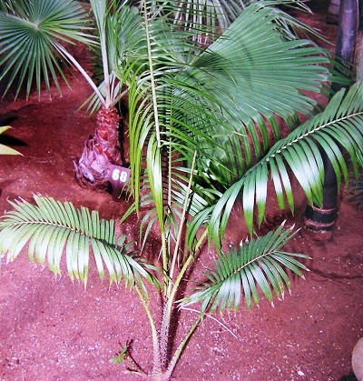 Calamus Species, Water Rattan Palm