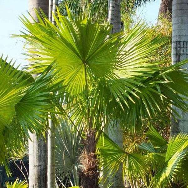 Livistona Hybrid, Palm