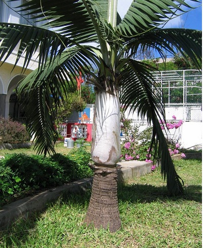 Dictyosperma Species, Round Island Hurricane Palm