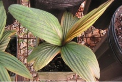 Calyptrocalyx Species, Micholitz's Palm