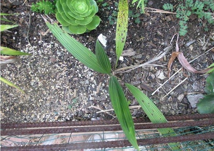 Syagrus Species, Yunga Palm