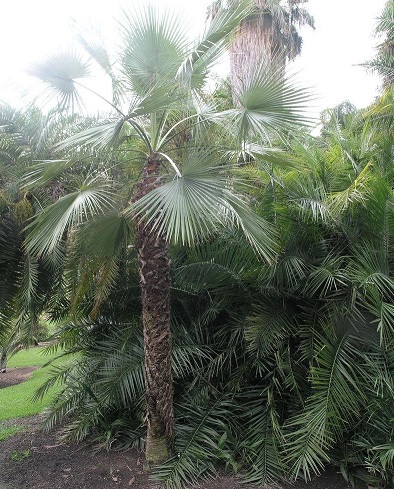 Brahea Species, Sarukhans Hesper Palm