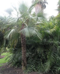 Brahea Species, Sarukhan's Hesper Palm