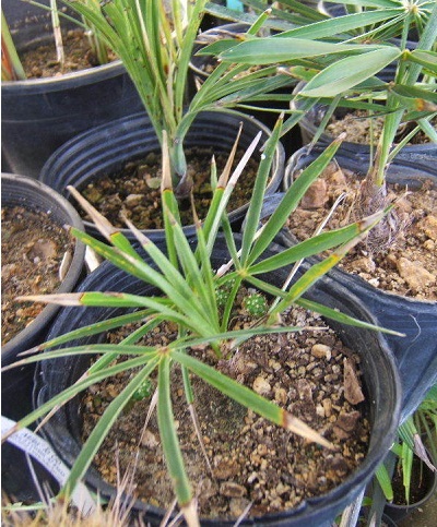 Coccothrinax Species, Gouane Palm
