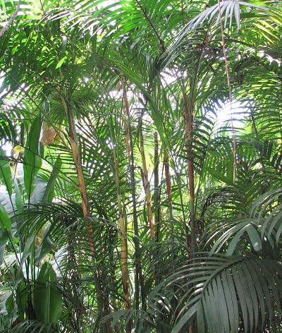 Pinanga Species, Chocolate Cane Palm