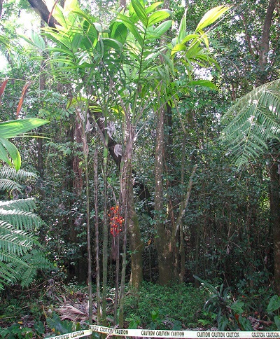 Synechanthus Species, Bola Palm, Palmilla