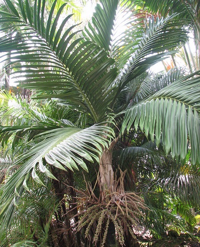 Palm, Burretiokentia