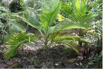Cyphosperma Species, Taqwa Palm