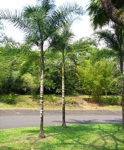 Syagrus Species, Broom Coco, Palm