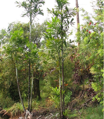 Hydriastele Species, Palm, Wendlands Palm