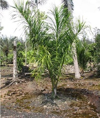 Brain Seed Palm