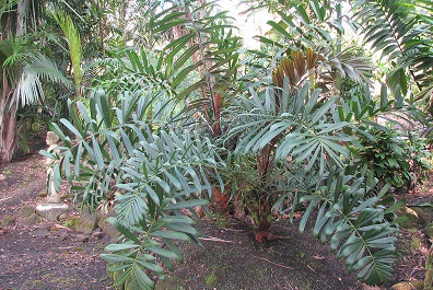 Madagascan Foxtail