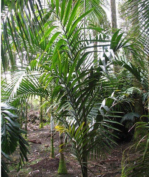 Clinosperma Species, Palm