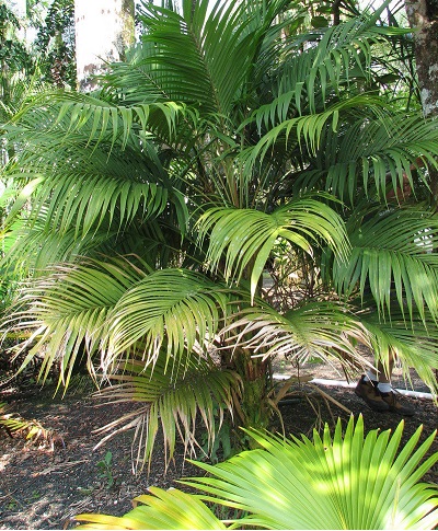 Geonoma Species, Palm
