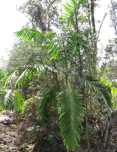 Palm, Veitchia