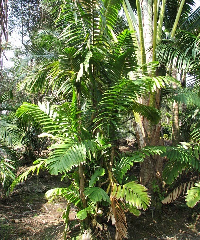 Palm, Wettinia