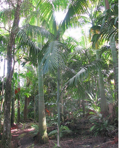 Cyrtostachys Species, Gap Palm