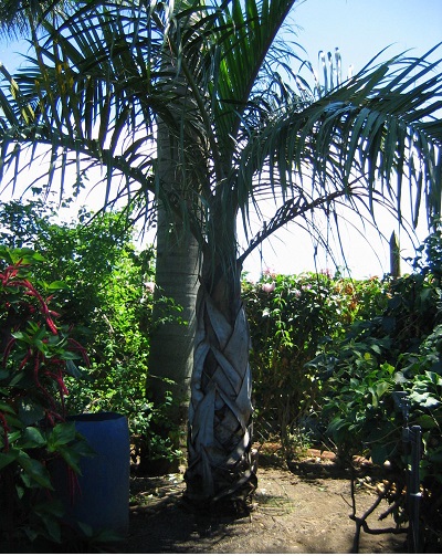 Hyophorbe Hybrid, Silver Lady Palm