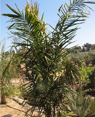 Bacuacu Palm