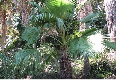 Brahea Species, Hesper Palm