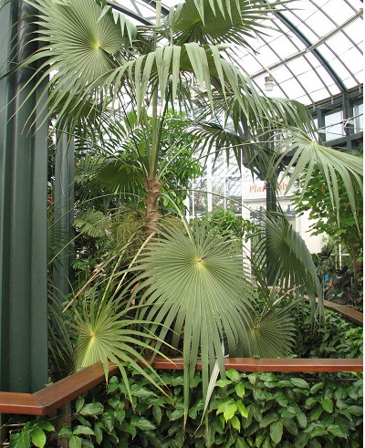 Coccothrinax Species, Cayman Thatch Palm, Proctors Silver Palm