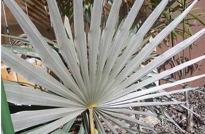 Coccothrinax, Thatch Palm Azul