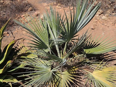 Brahea, Silver Rock Palm Super Silver
