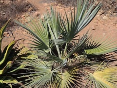 Brahea, Silver Rock Palm 'Super Silver'