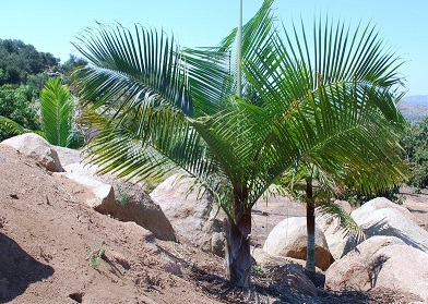Teddy Bear Triangle Palm