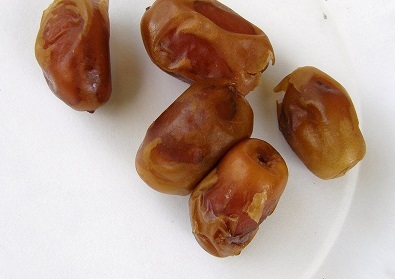 Phoenix, Date Palm Zahidi