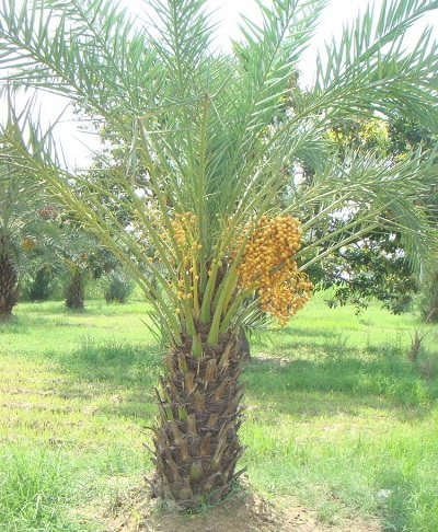 Phoenix, Date Palm Makran