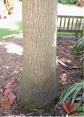 Brahea Hybrid, Guadalupe Palm