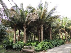 Carossier Palm