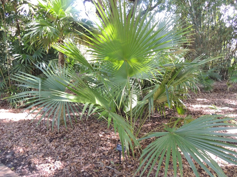 Saribus Species, Fountain Palm, Nggela Fountain Palm
