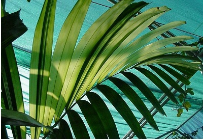 Sunshine Palm, Montgomery Palm